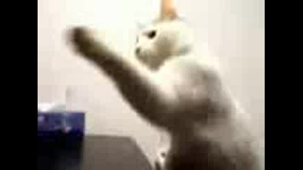 Котки Рапъри Mc - Ta