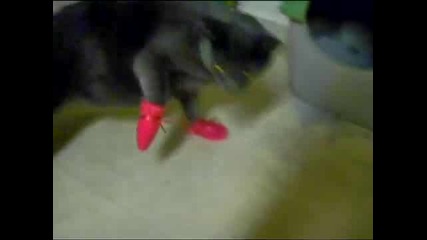 Котка Не Харесва Новите Си Обувки 