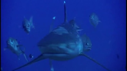 Чистачите на Сребърната акула