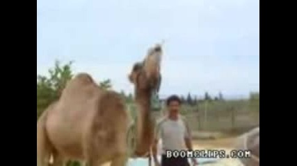 Жажда За ...