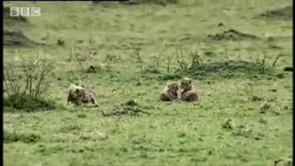 Cheetah vs lion - Bbc wildlife 