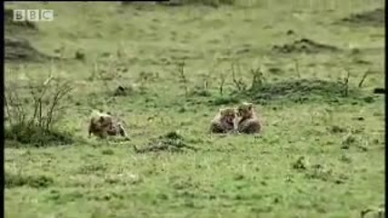 Cheetah vs lion - Bbc wildlife 