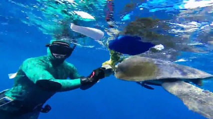 Гмуркач спасява морска костенурка заплела се във въже