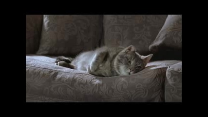 Cat - Freedom Furniture