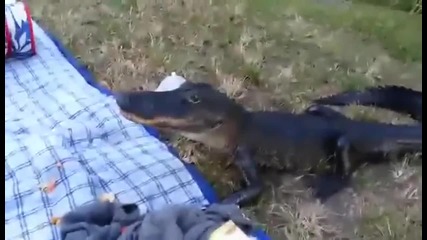 Хората отидоха на пикник, а алигаторът им изяде храната