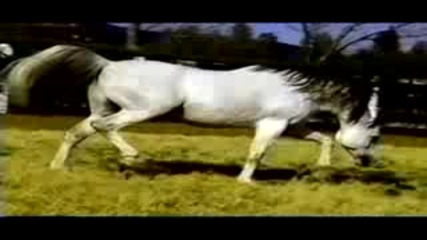 Balads Image Straight Egyptian Arabian stallion 