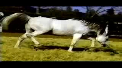Balads Image Straight Egyptian Arabian stallion