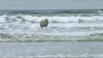 Овцата сърфист 
