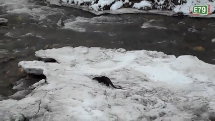 Видра ловува в река Бистрица