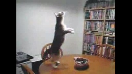 Танцуваща Котка