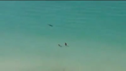 Акула гони риба докато двама човека са във водата
