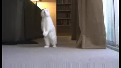 Зайче ходи като човек