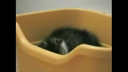 Сладко Бебе Коте