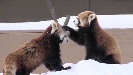 Червени панди се ухажват в брачен период