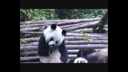 Панда Киха Много Здраво -  Смях