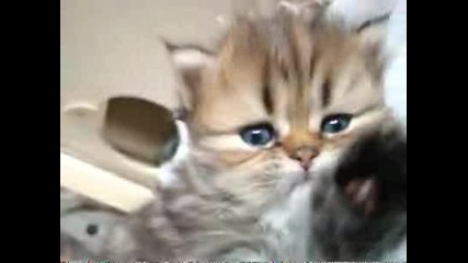 сладко котенце