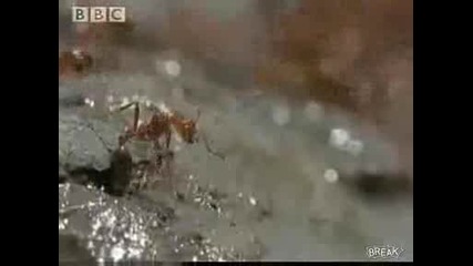 Уникалното движение на мравките 