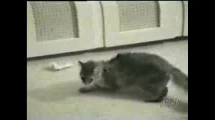 Спяща Котка - Инцидент (смях)