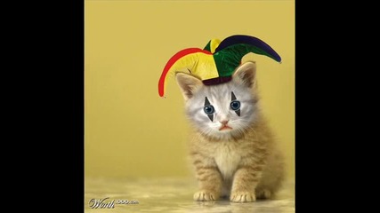 Funny animals =] x]!!!