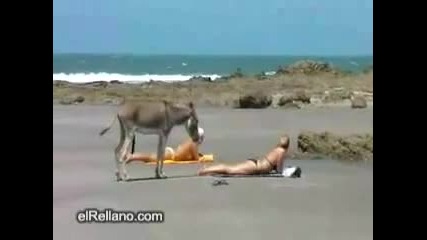 магаре на плаж