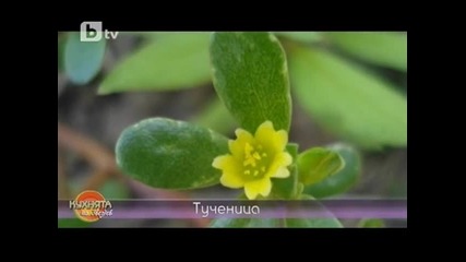 Продукт на деня - Тученица