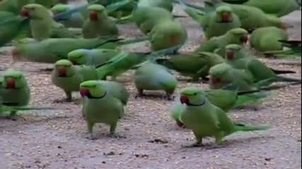 Ето как се хранят диви папагали