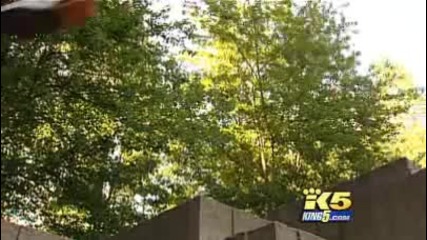 Parkour King 5 