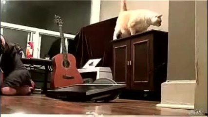 Котка Убиец!
