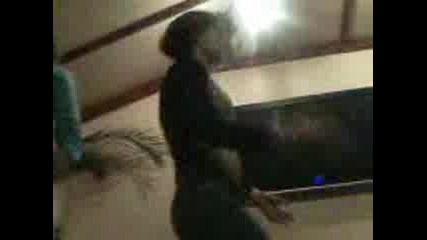 Nqkf0 Dance V/y Nqkfa Masa