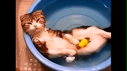 Сладки котета, които обичат водните приключения