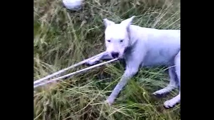 Kid vs Dog 