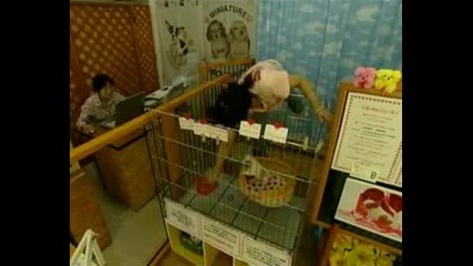 Куче Родено Със Сърчице На Козинката