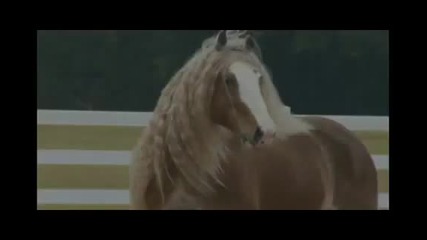 Fabulous Purebred Gypsy Stallions, Tri Color Tobiano Registe 