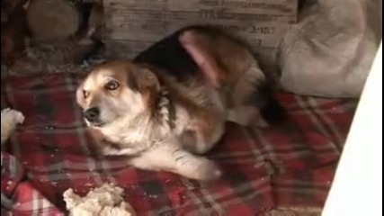 Facebook Затвор За Копелето Отрязало Краката На Кучето В Дряново 