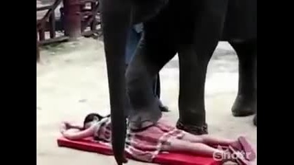 Слон прави масаж