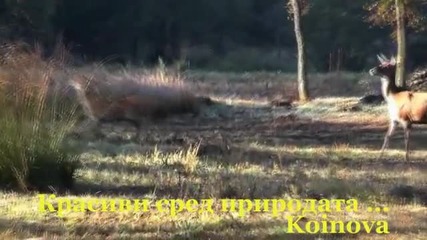 красиви сред природата