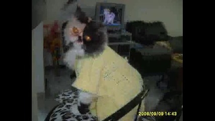 Котка Модел - Мъри