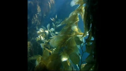 Nature Under The Sea