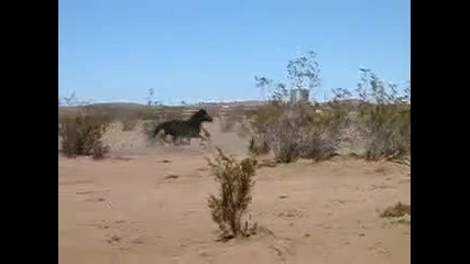 Wild horses running (almost) free