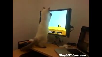 Много смях ! Котка се опитва да хване патиците пред монитора !!! 