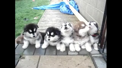 4 седмични кученца вият