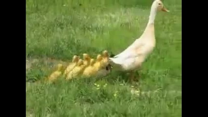 Патенца 