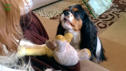 Funny Talking Dogs Compilation 2014 New Hd