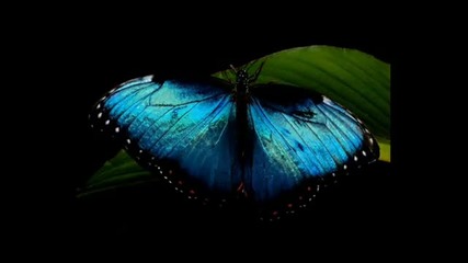 Sinfonia En Azul - Synphony In Blue 