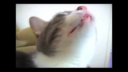 A One Stupid Kitty 