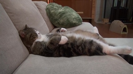 Мару спи на дивана