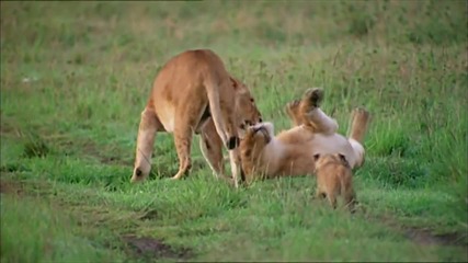 Nature Born Wild - The First Days of Life | Lion Cubs |