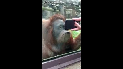 Маймуна гледа видео!