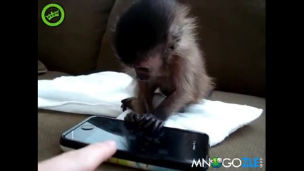 Много сладка маймунка си играе на Iphone