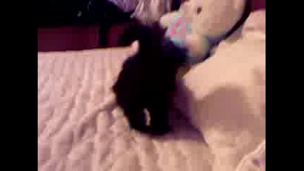 Котката Орангутан